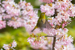 白山旗桜  メジロ 8