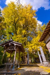 素盞雄神社 紅葉 2