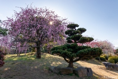 北九州市立総合農事センター 梅 3
