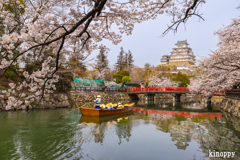 姫路城 桜 3