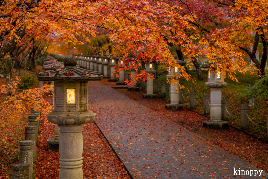 高山寺 紅葉 3