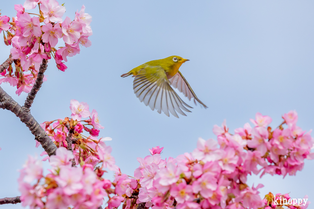 河津桜 メジロ 6