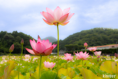 ヤマサ蒲鉾 蓮の花苑 6