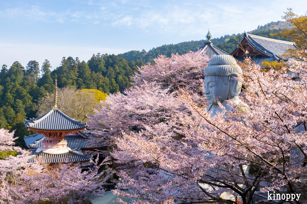 壷阪寺 桜大仏