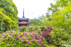 三室戸寺 ツツジ 8