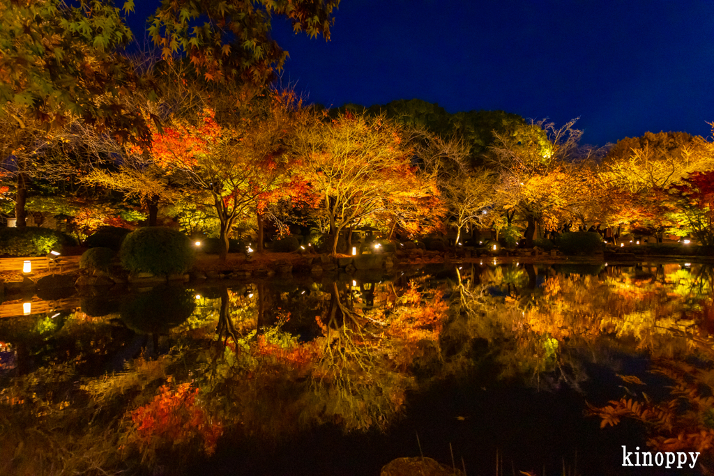 東寺 紅葉 ライトアップ 4