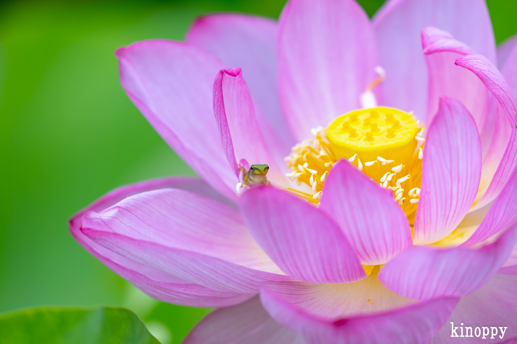 ヤマサ蒲鉾 蓮の花苑 6