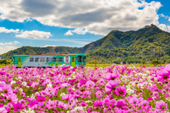 北条鉄道 コスモス