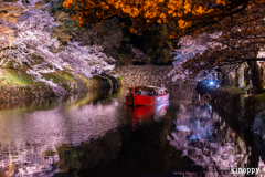 彦根城 桜 ライトアップ 5