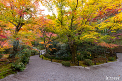 圓光寺 紅葉 7