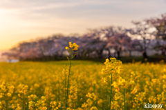 藤原宮跡 菜の花と桜 4