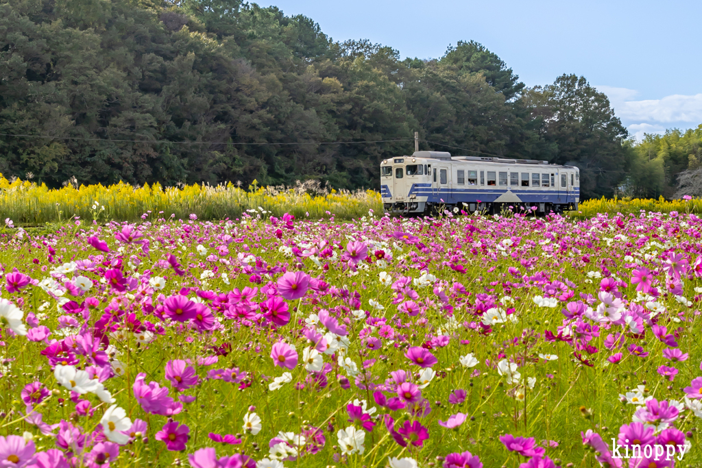 北条鉄道 コスモス畑