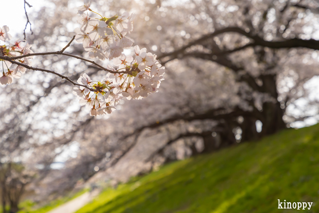 淀川河川公園背割堤 桜並木 8