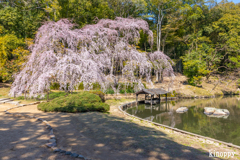 曹源寺 しだれ桜 3