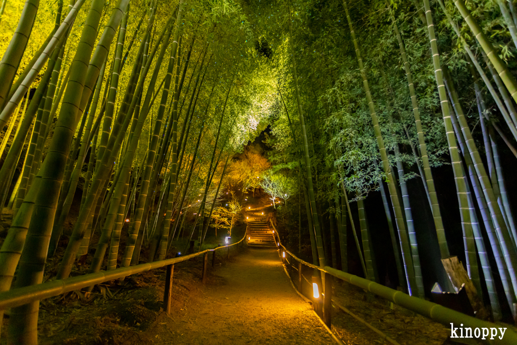 高台寺竹林 ライトアップ