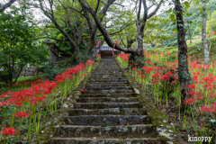 佛隆寺 彼岸花 2