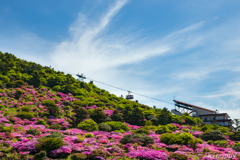 雲仙妙見岳 ミヤマキリシマ