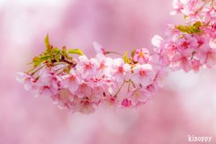 河津桜