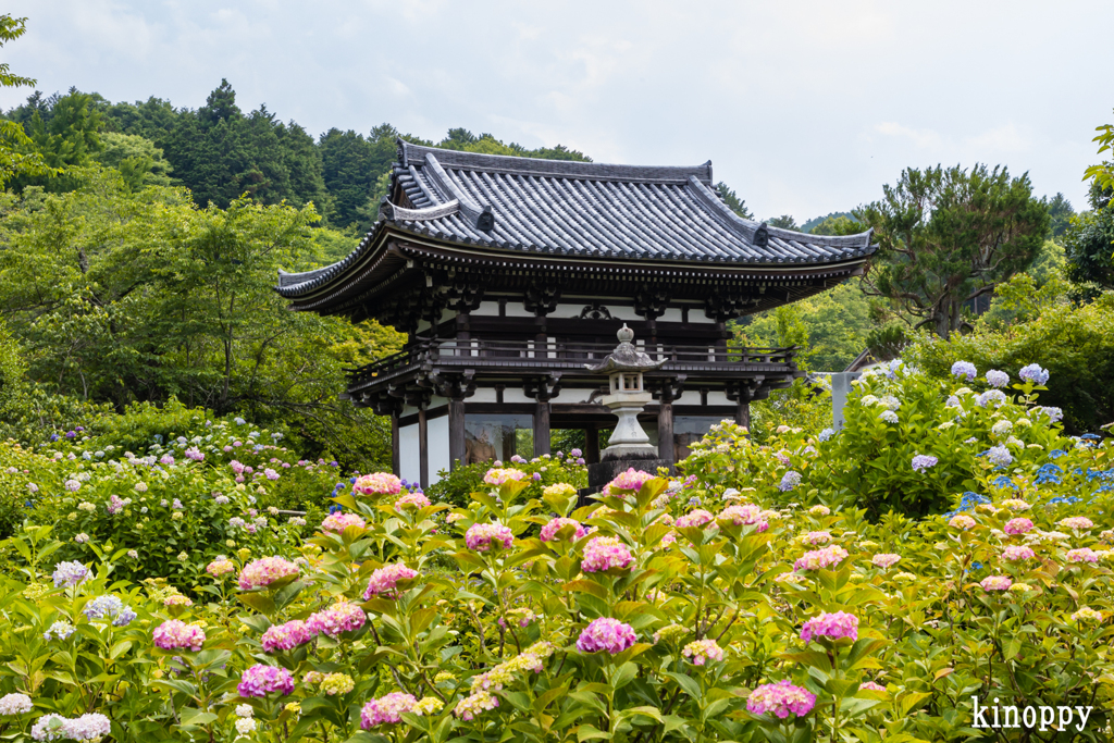 丹州観音寺 アジサイ
