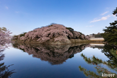 彦根城 桜