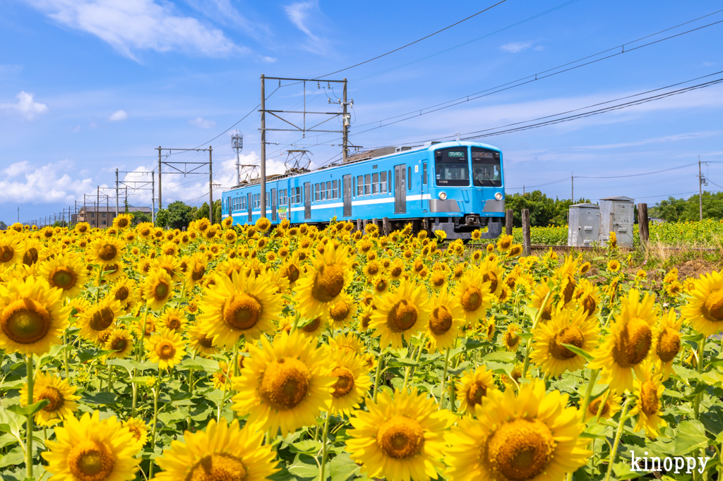 ひまわり畑 近江鉄道 2