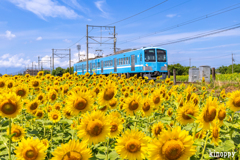 ひまわり畑 近江鉄道 2