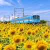 ひまわり畑 近江鉄道 2