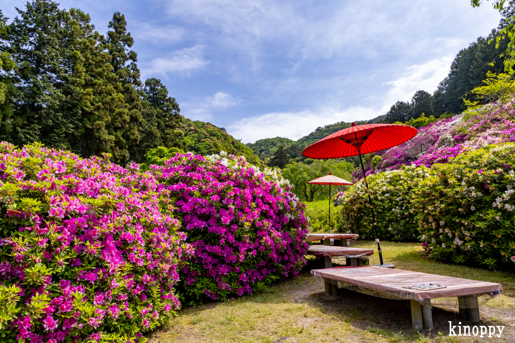 三室戸寺 ツツジ 8