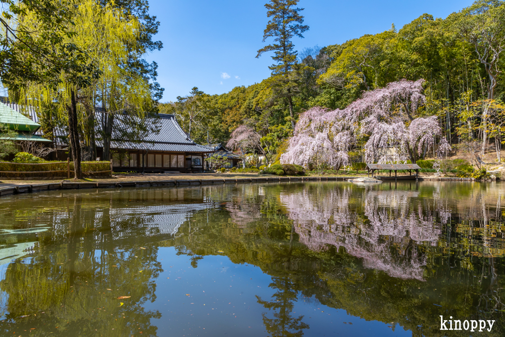 曹源寺 しだれ桜