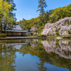 曹源寺 しだれ桜