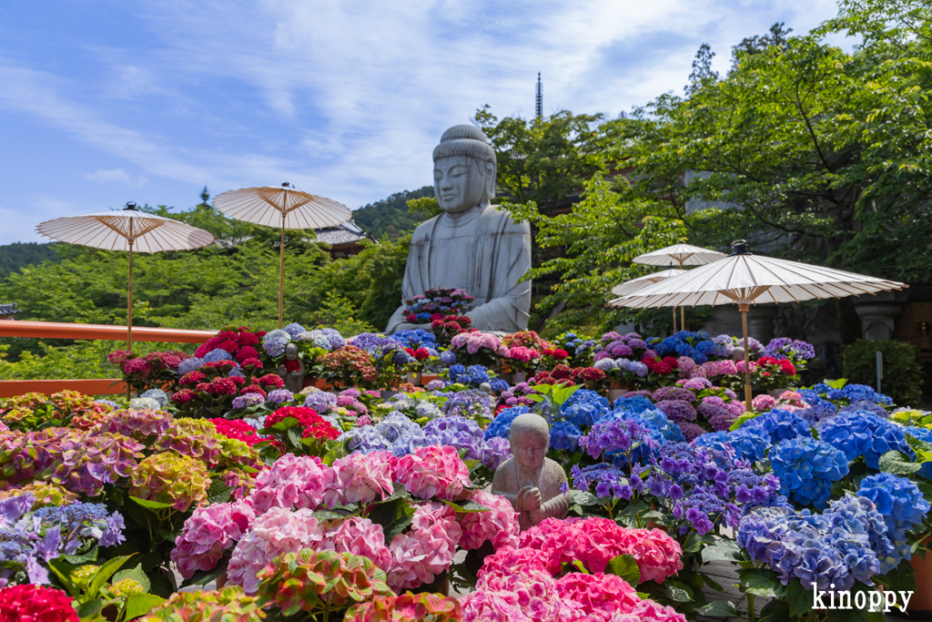 壷阪寺 あぢさゐ回廊