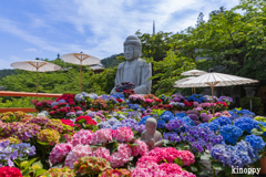 壷阪寺 あぢさゐ回廊