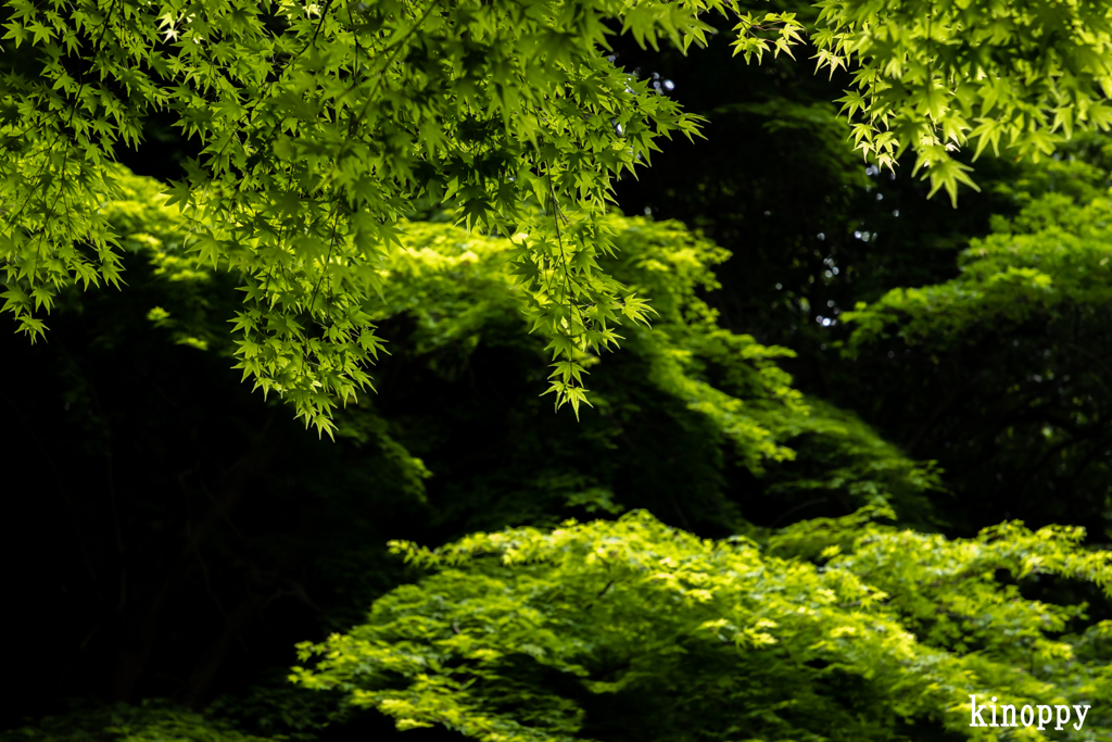 嵯峨野 新緑