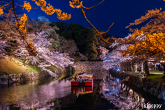 彦根城 桜 ライトアップ 6