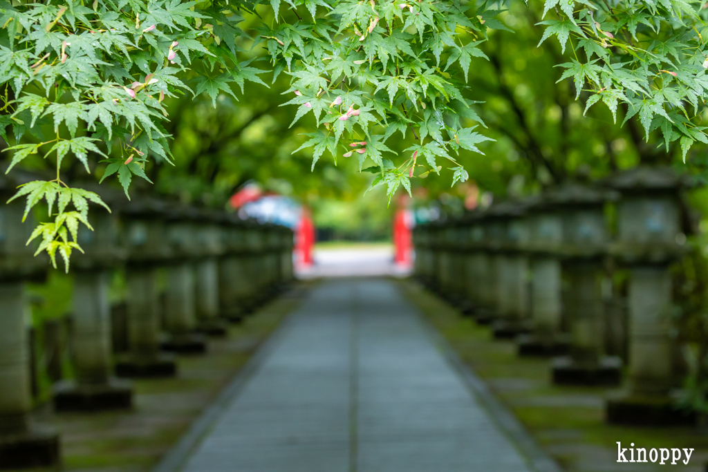 高山寺 新緑 7