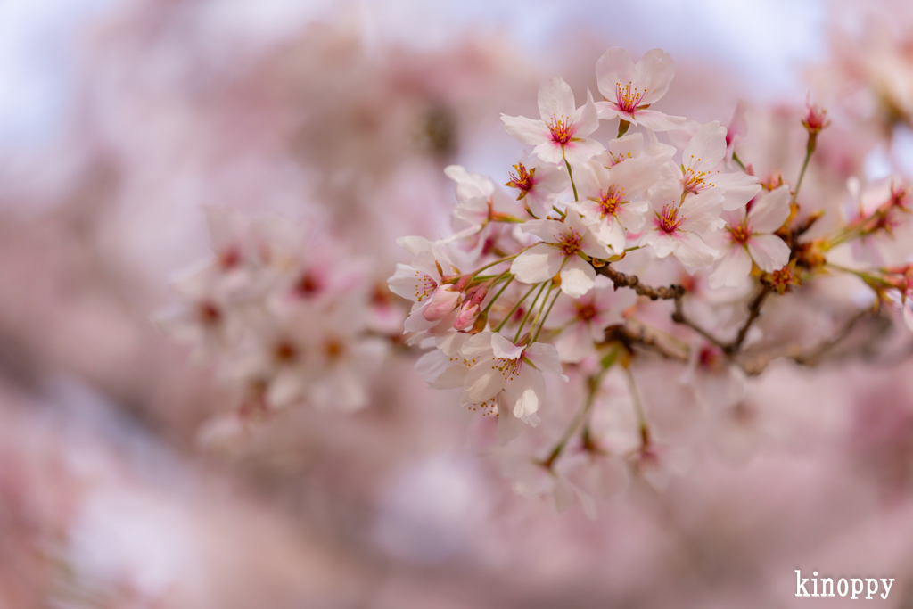 姫路城 桜 10