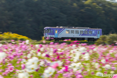 北条鉄道コスモス畑 4