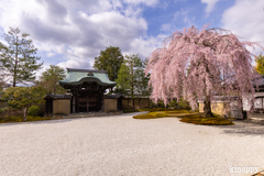 高台寺 しだれ桜 2