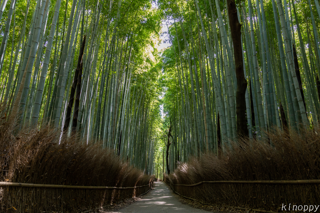 竹林の小径