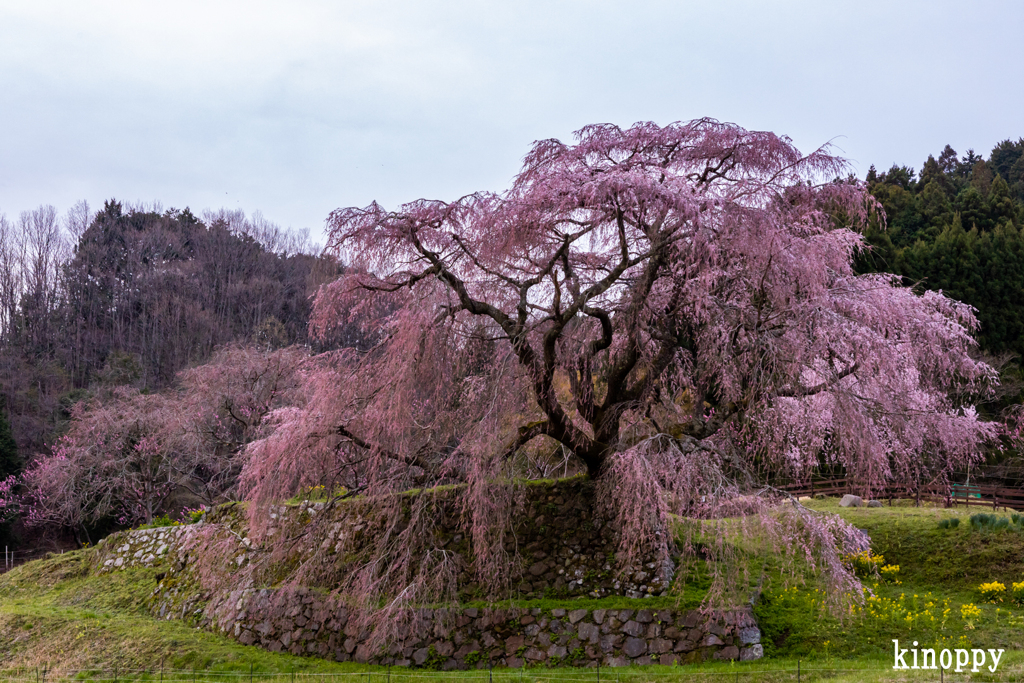 又兵衛桜 3