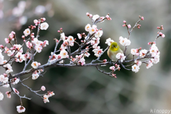 鎮國寺 メジロ 4