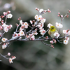 鎮國寺 メジロ 4