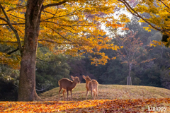 奈良公園 4