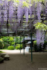 住吉神社 藤の花 2