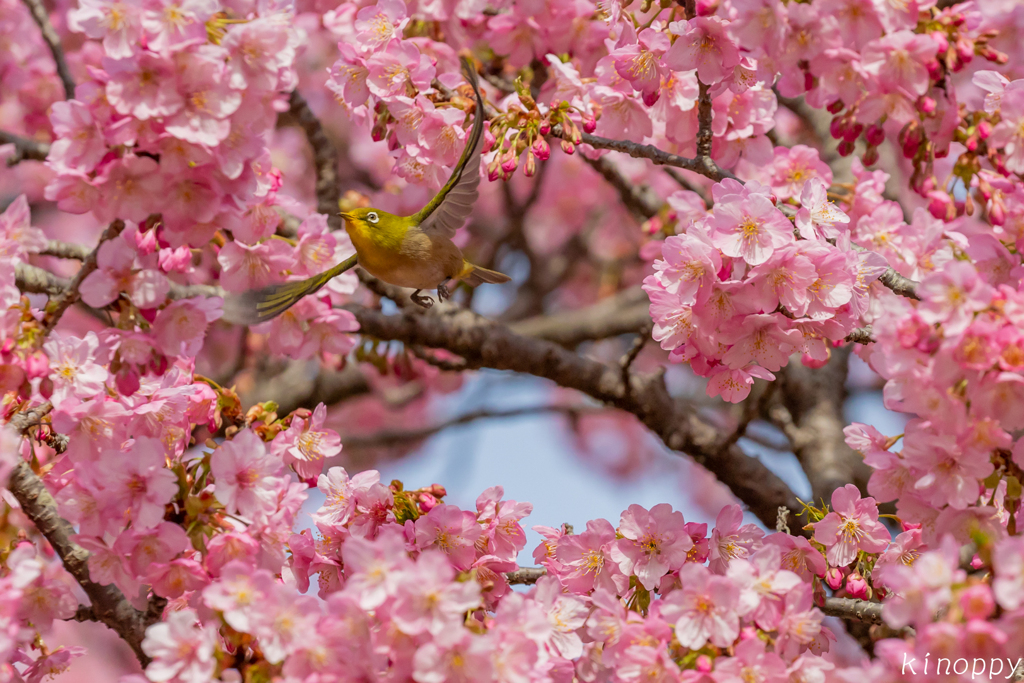 白野江植物公園 河津桜 メジロ 5