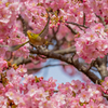 白野江植物公園 河津桜 メジロ 5