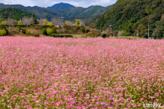 姫路 赤蕎麦畑 姫路 赤蕎麦畑