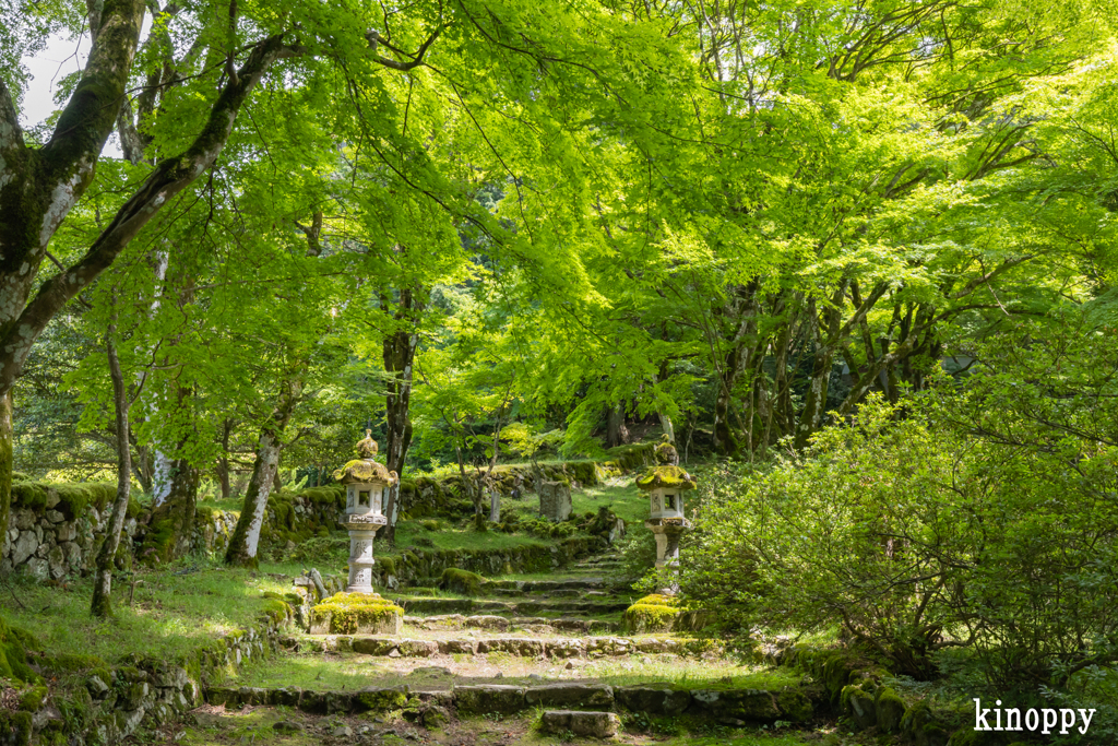 高源寺 新緑 3