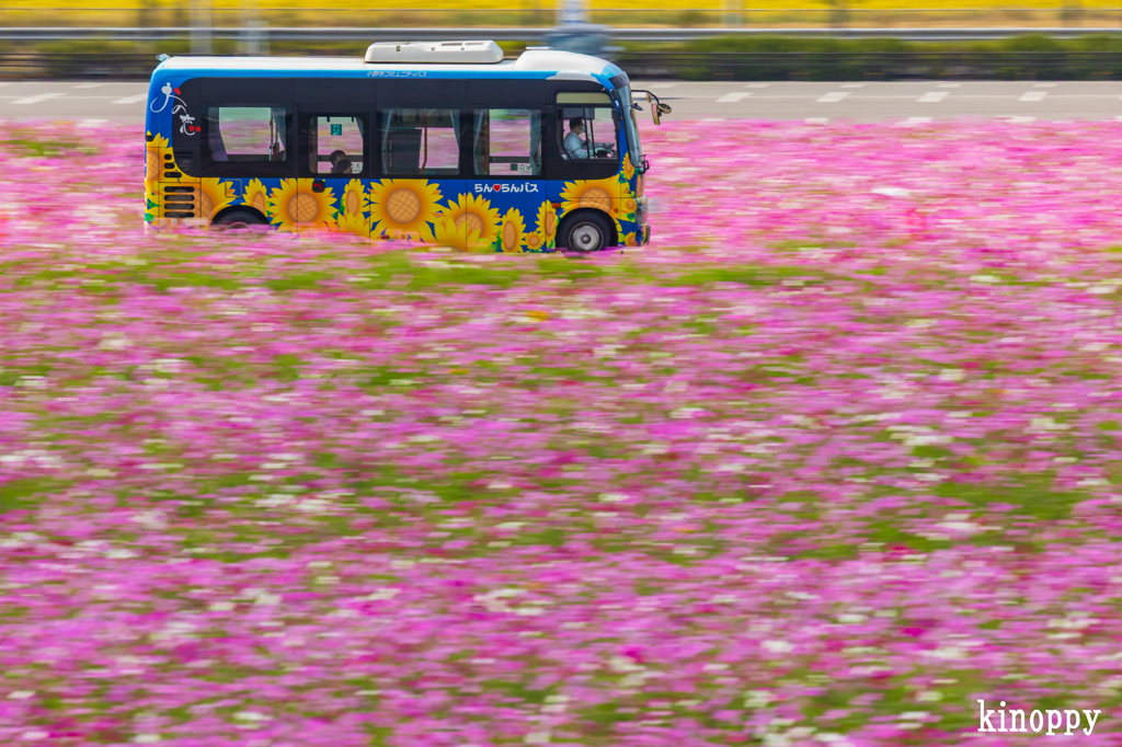 ひまわりの丘公園 コスモス 11