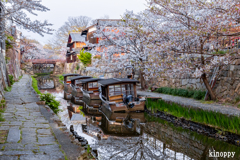 八幡堀 桜 3